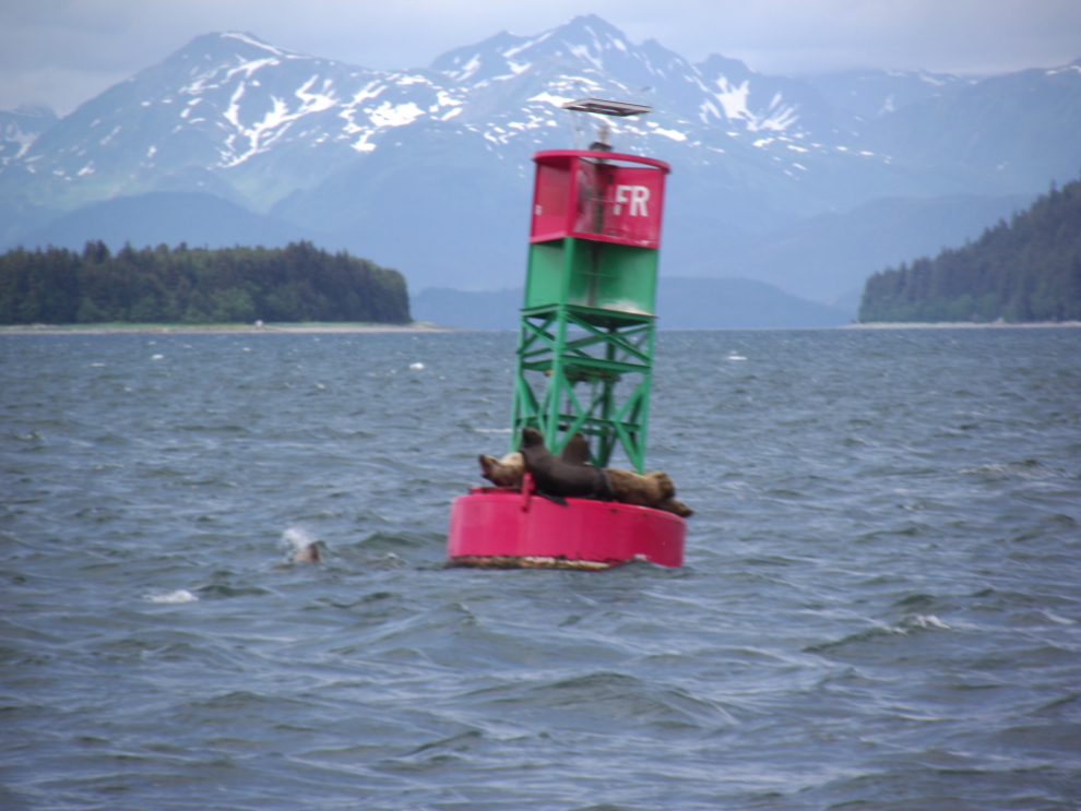 Steller's sea lions on a buoy off Point Retreat, Alaska
