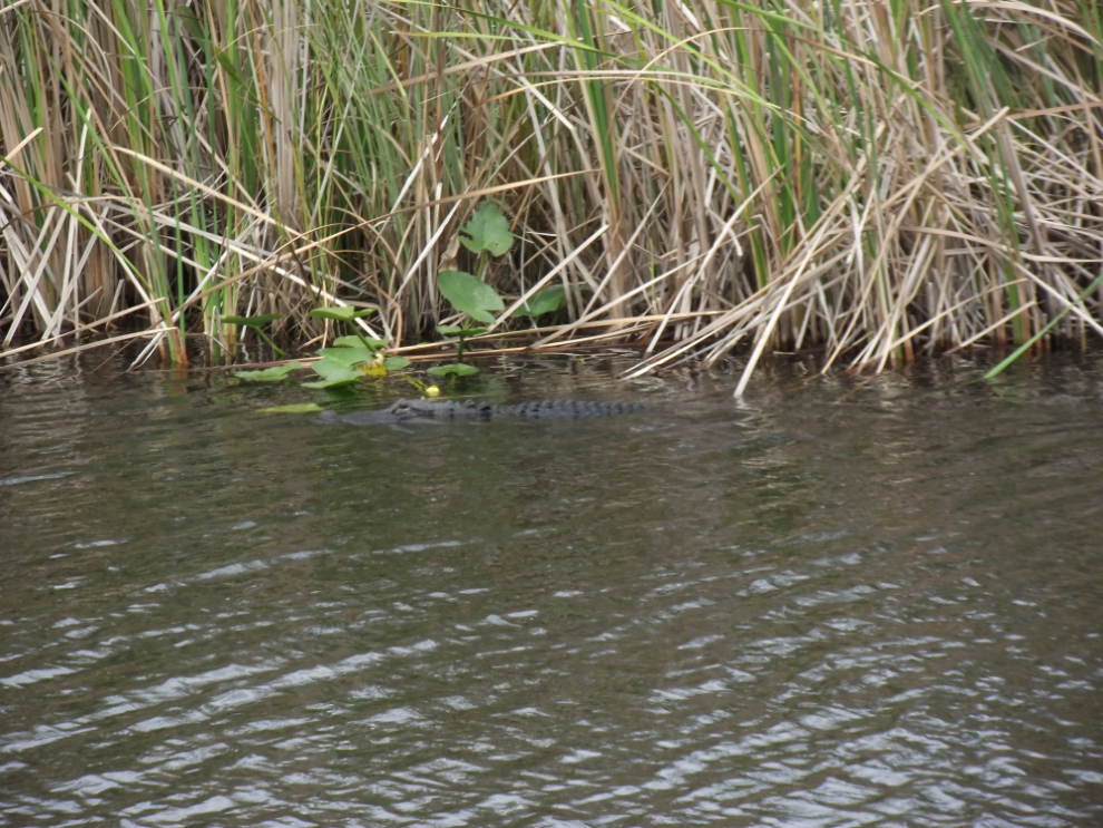  - Alligator along Florida's Alligator Alley