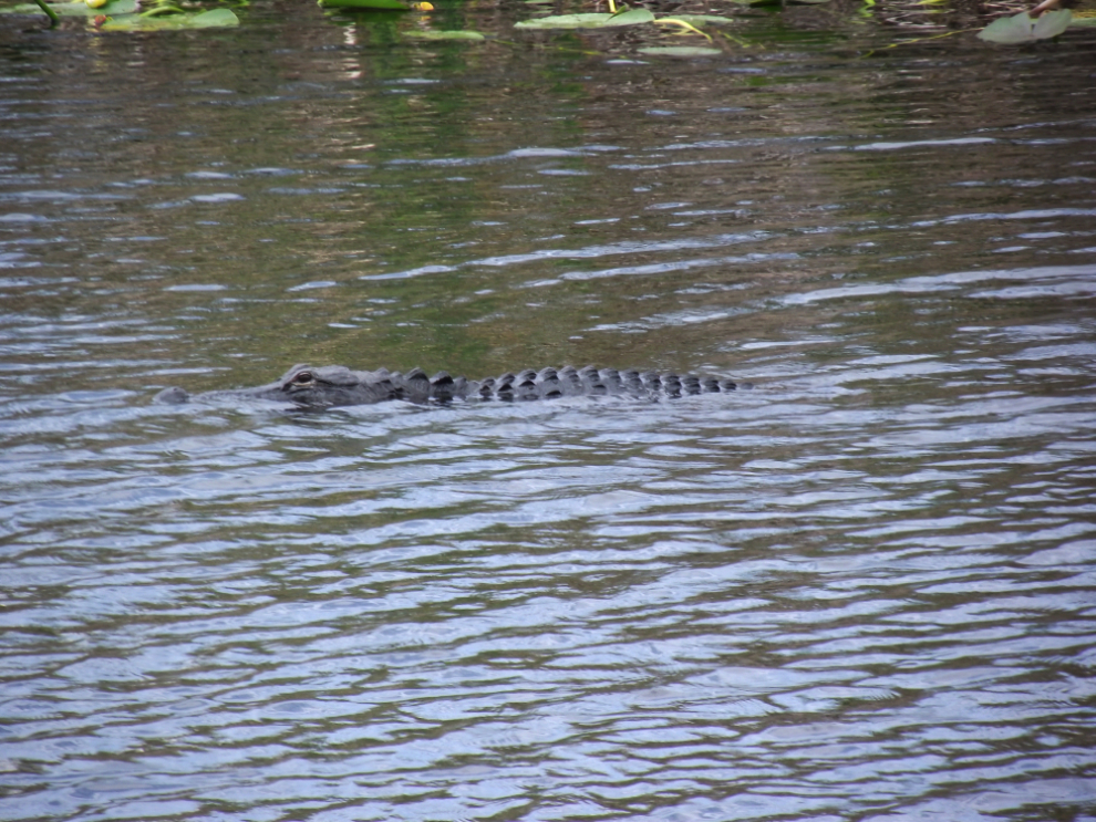  - Alligator along Florida's Alligator Alley