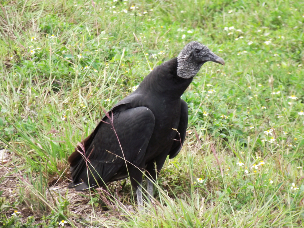 A black vulture along Florida's Alligator Alley
