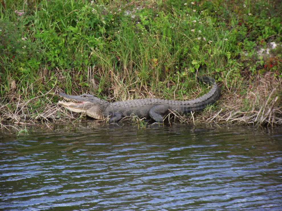 Alligator along Florida's Alligator Alley