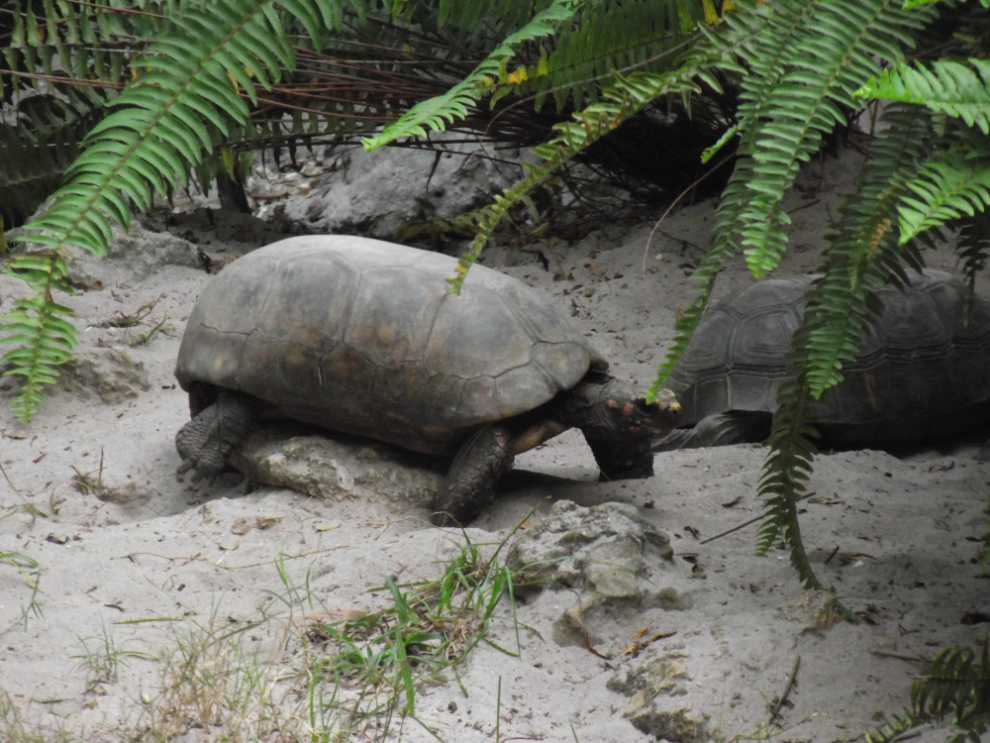 A gopher tortoise in a pen at Billie Swamp Safari