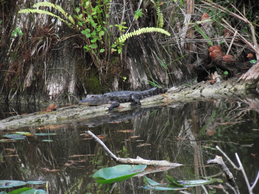 Exploring Alligator Alley, Florida – The ExploreNorth Blog
