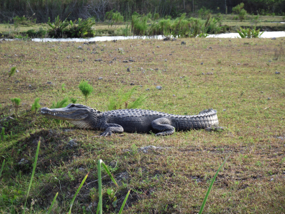 Alligator at Billie Swamp Safari