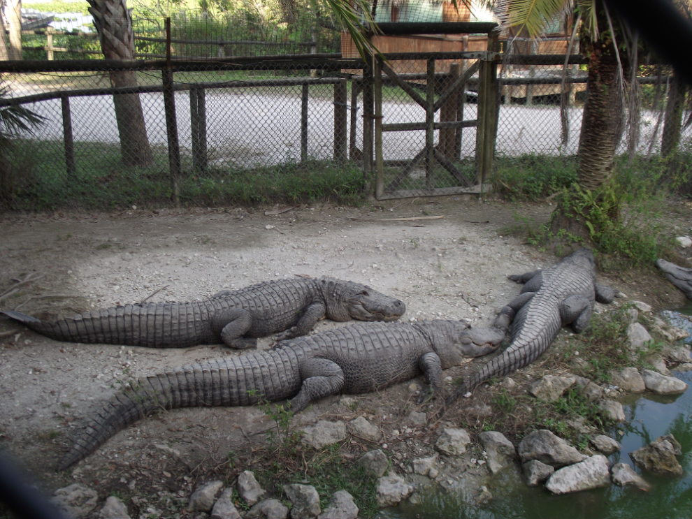 Alligators at Billie Swamp Safari