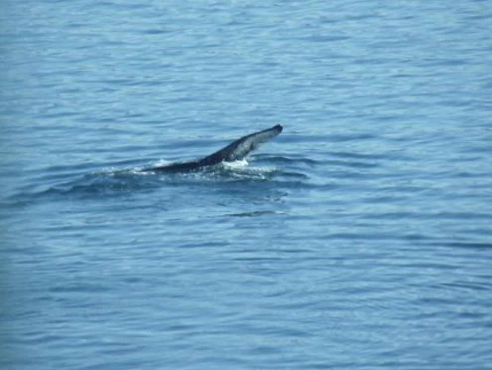 A humpback whale seen from my table in the Oceanview Cafe on the Celebrity Infinity