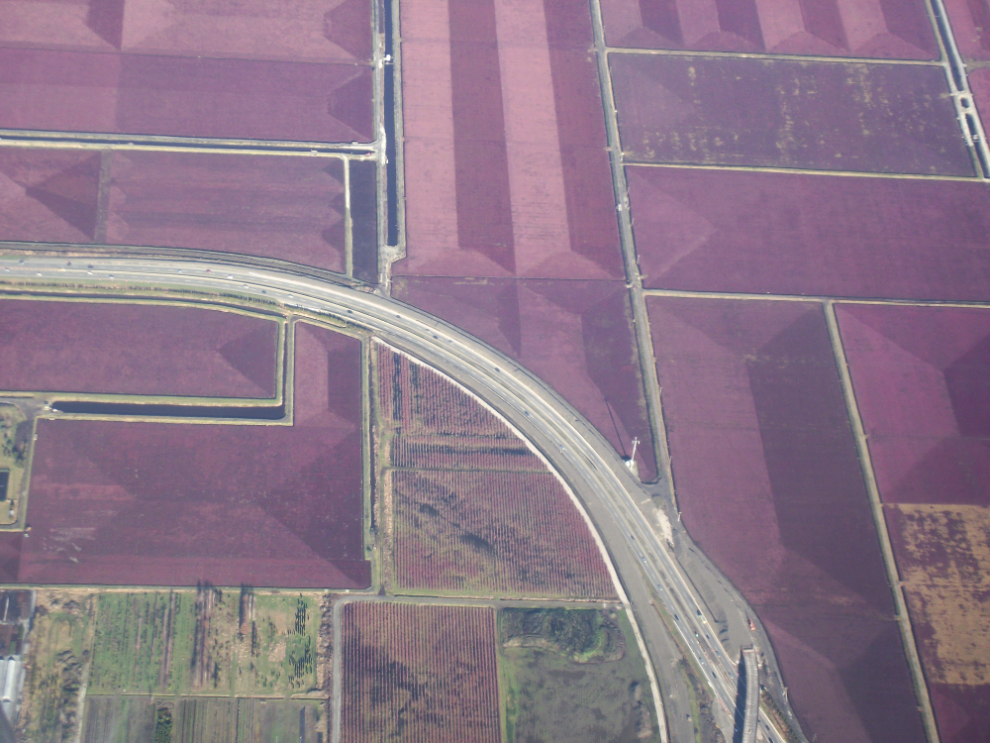 Aerial view of cranberry fields in Richmond, BC
