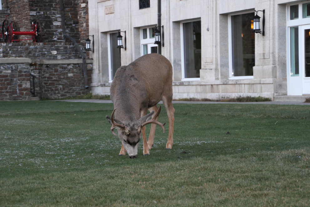 Buck mule deer on the lawn of the Fairmont Banff Springs Hotel