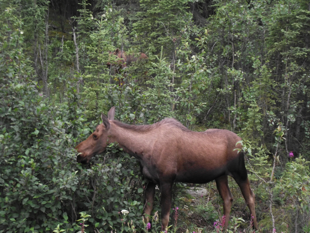 Moose and calf at Denali National Park, Alaska