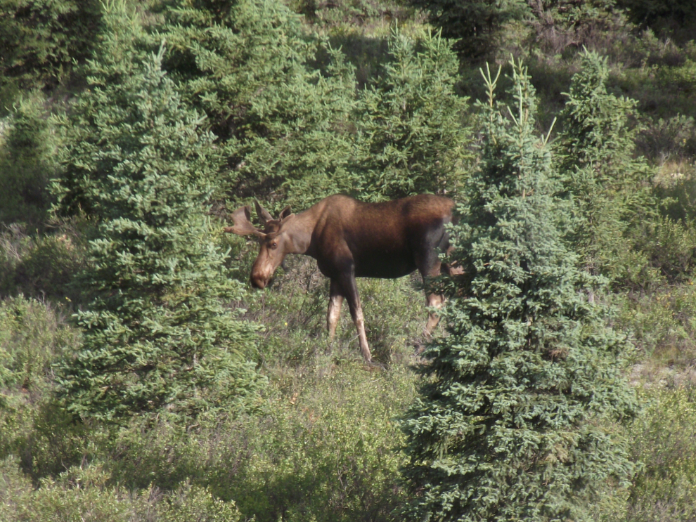 A young bull moose, Denali National Park, Alaska