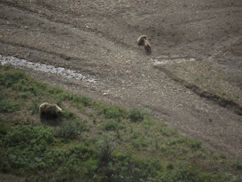 Grizzly bear with twin cubs in Denali National Park, Alaska