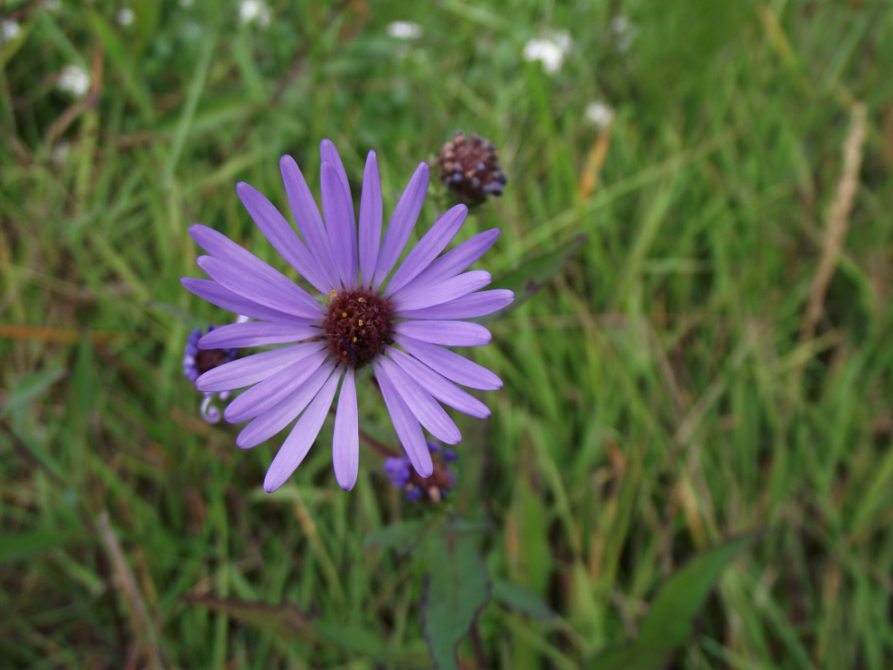 Warm springs flower - Atlin, BC