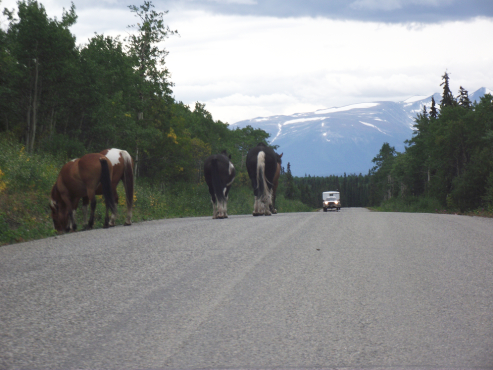 Horses on the Atlin Road, BC