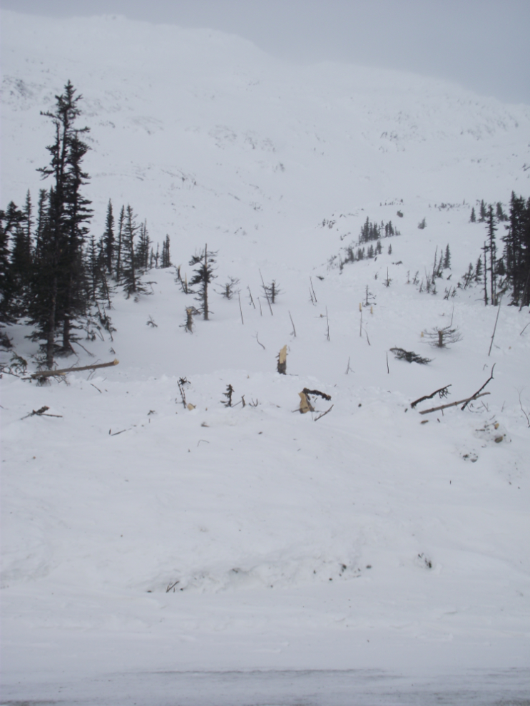 Fresh avalanche along the South Klondike Highway in early March