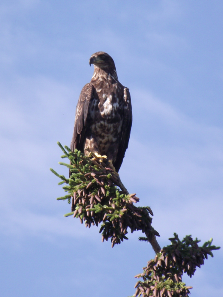 An immature bald eagle in Whitehorse