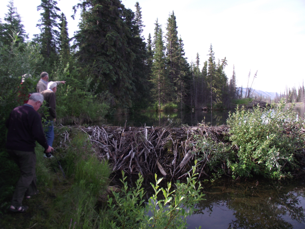 Beaver dam along the Parks Highway, Alaska