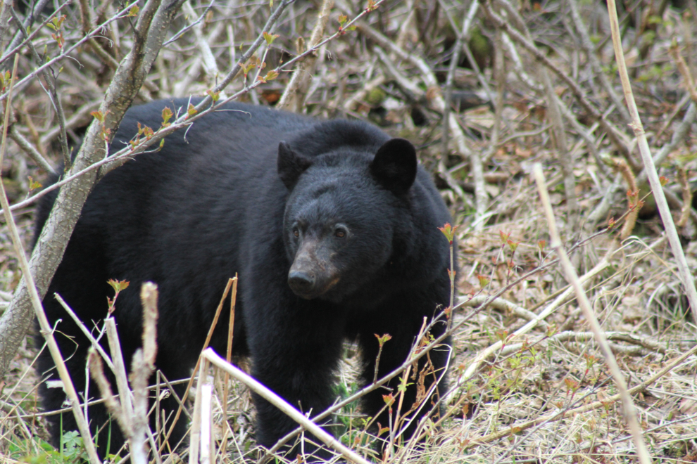 Black bear at Skagway, Alaska