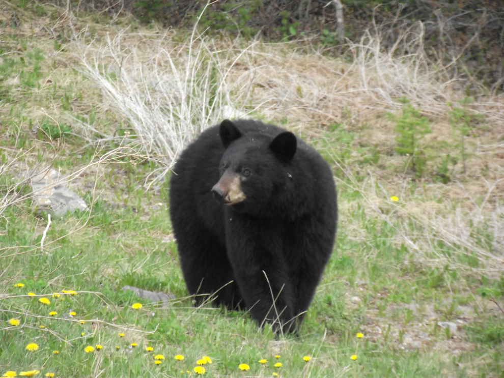Black bear along the South Klondike Highway