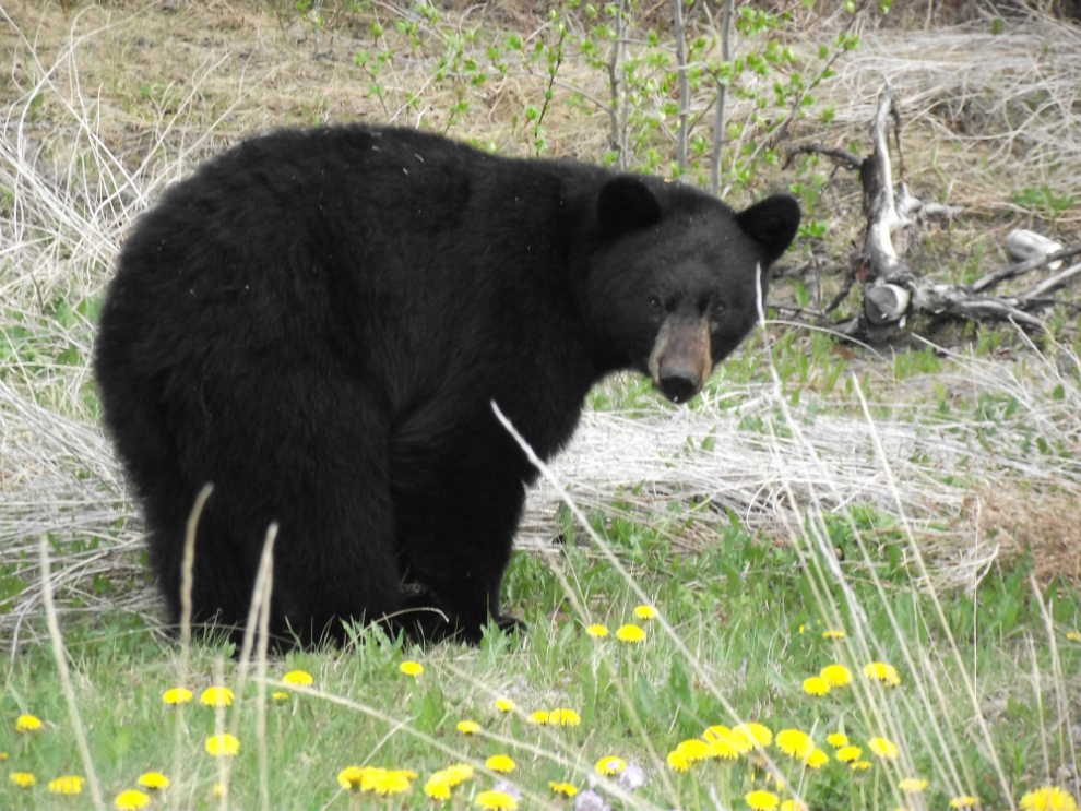 Black bear along the South Klondike Highway