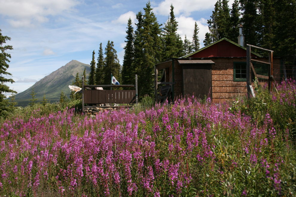 My Carcross cabin - 'The Fireweed Cabin'