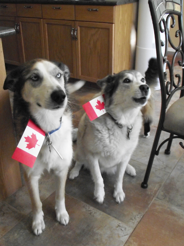 Dogs ready for Canada Day 2011 in Whitehorse, Yukon