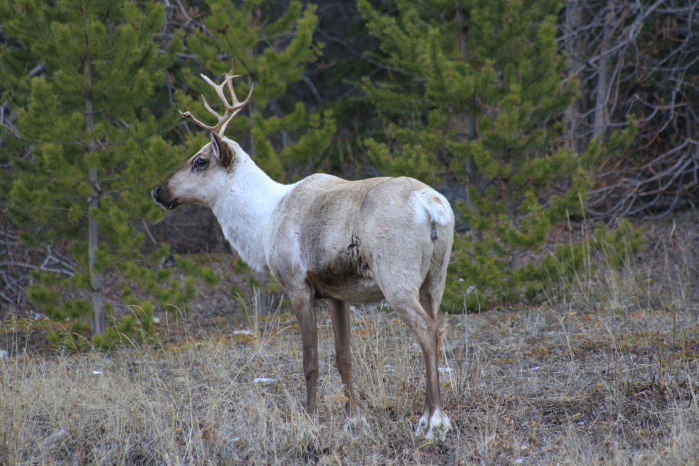 A pregnant caribou cow at Carcross, Yukon