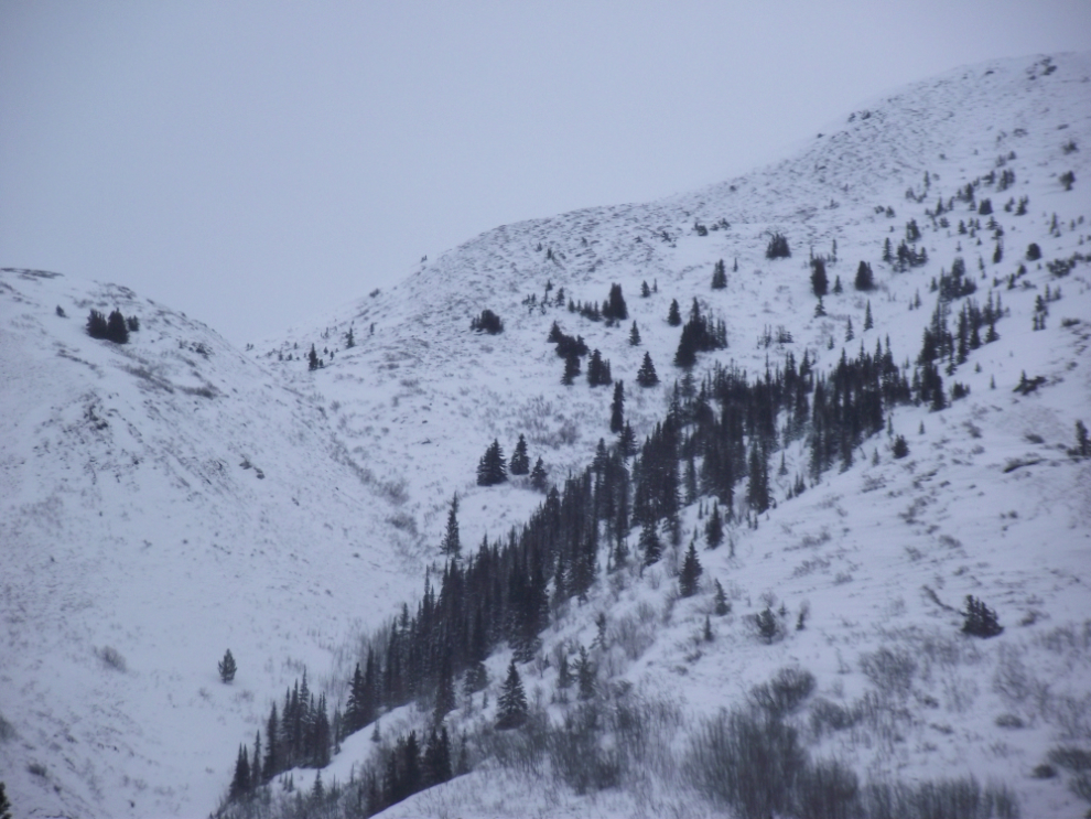 A black-and-white Yukon winter landscape