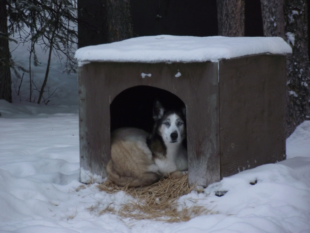 Monty and Kayla in the doghouse