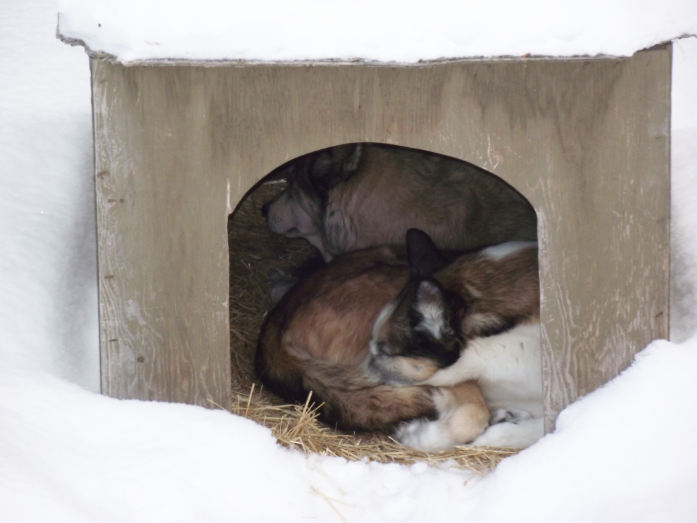 Huskies sleeping in their doghouse
