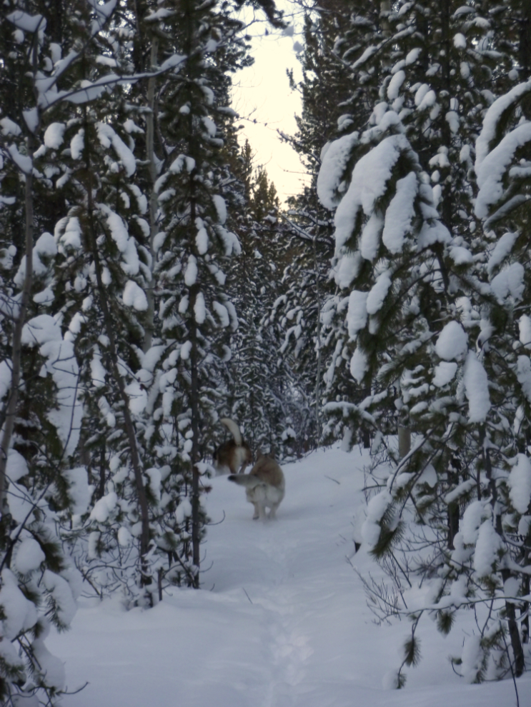 Huskies on a snowy forest trail near Whitehorse, Yukon