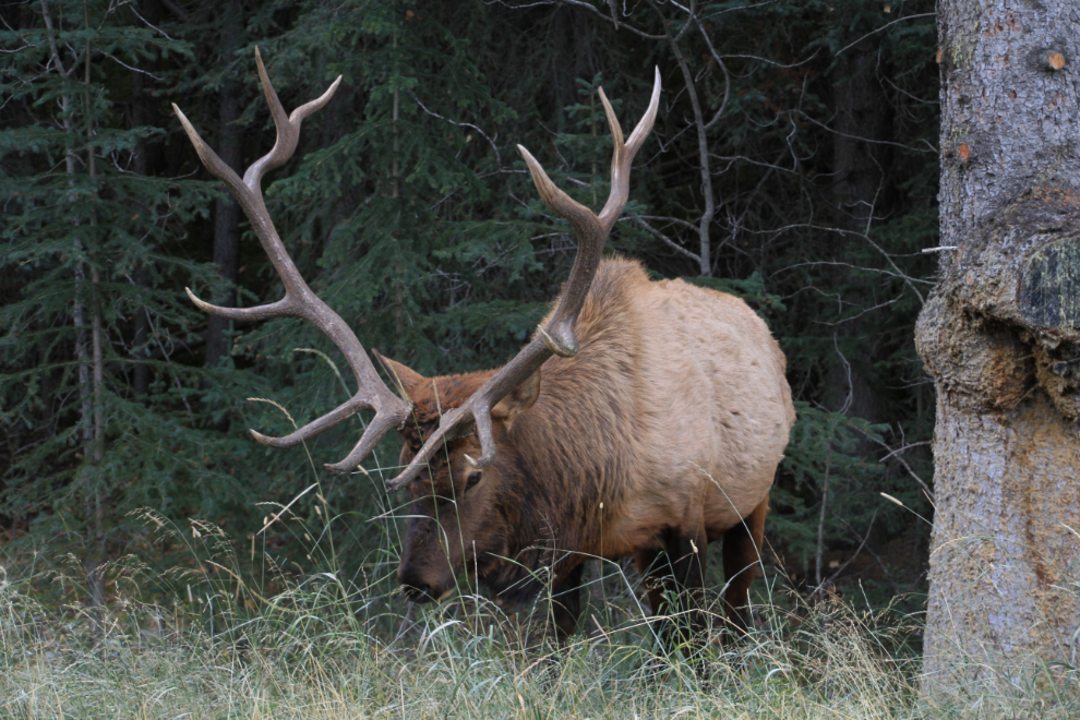 Elk at Banff, Alberta