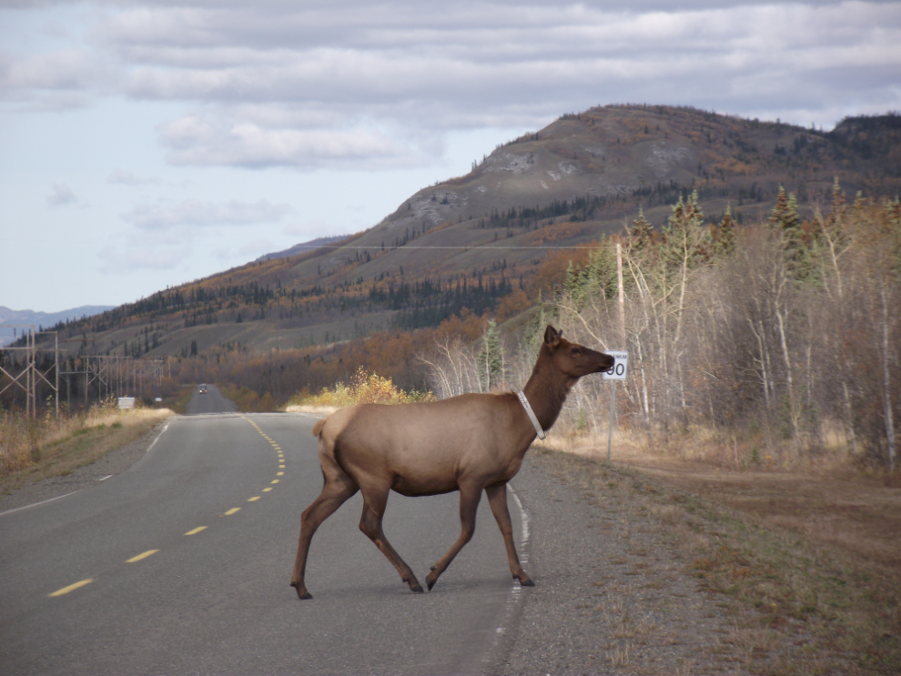 Elk on the North Klondike Highway at Braeburn, Yukon