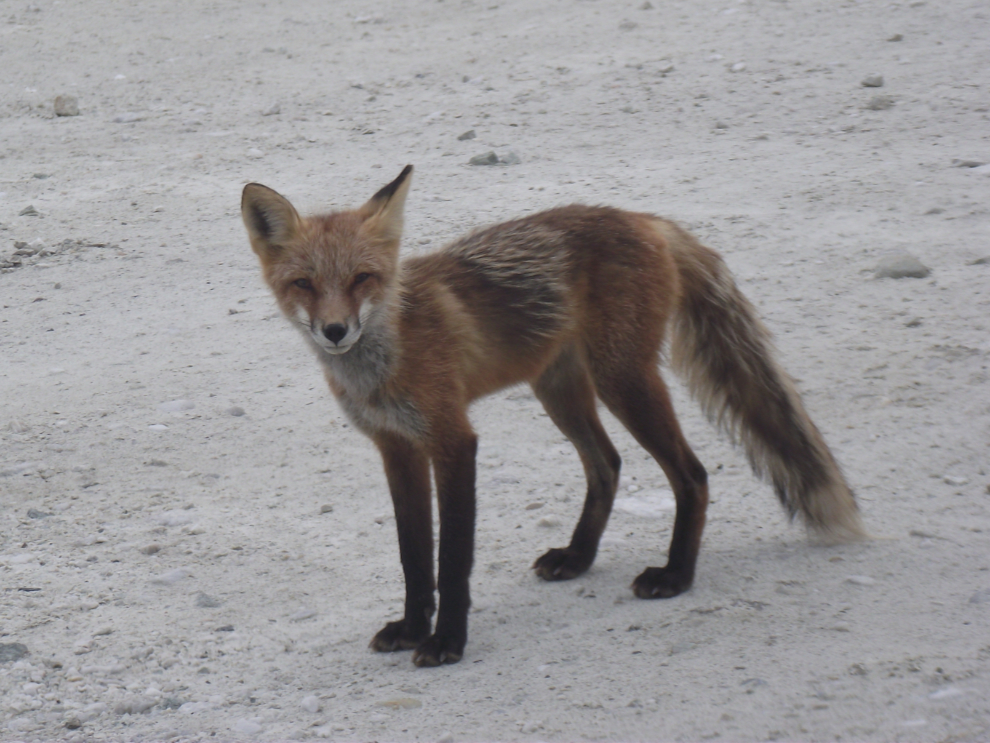 A red fox on the Bonanza Creek Road