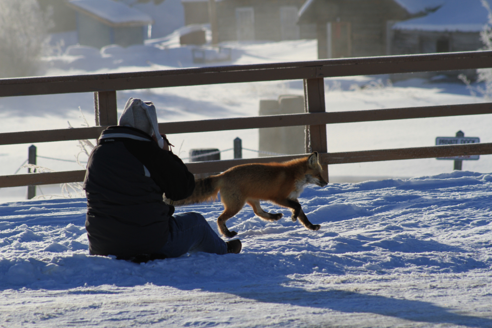 Red fox in Carcross, Yukon