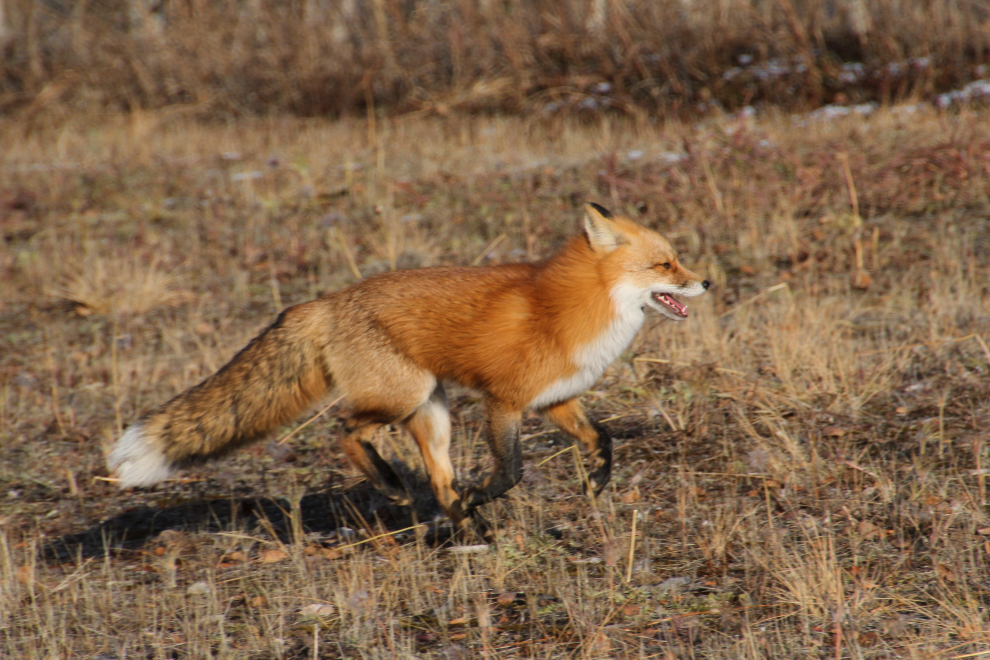 A red fox on the Whitehorse clay cliffs