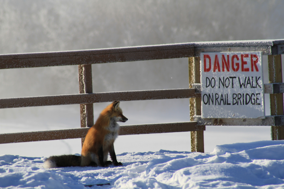 Red fox - Vulpes vulpes - at Carcross, Yukon