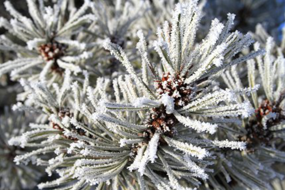 Hoar frost on a lodgepole pine tree