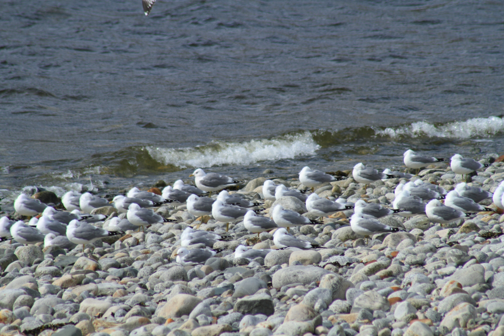 Gulls resting at the mouth of the Skagway River