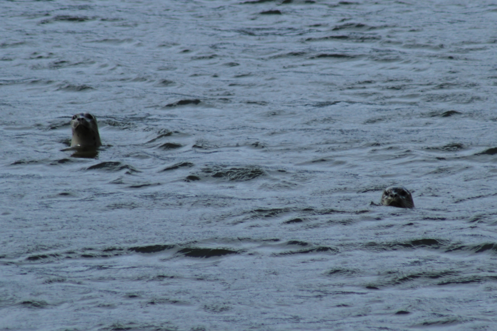 Harbour seals at the mouth of the Taiya River