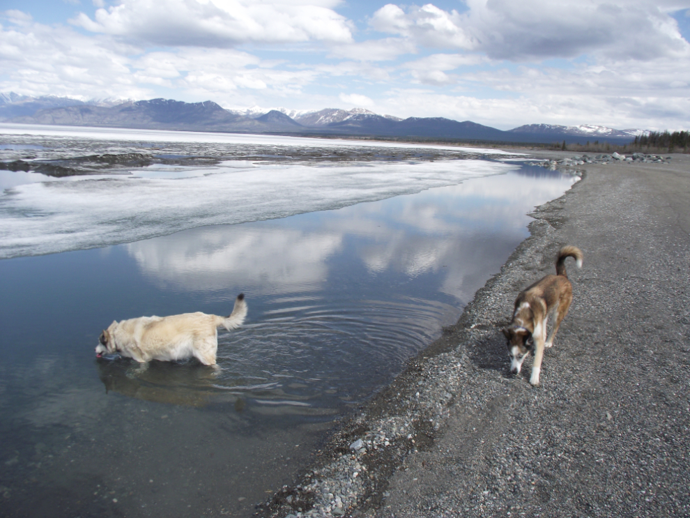My huskies get a drink from a bit of open water on frozen Kluane Lake