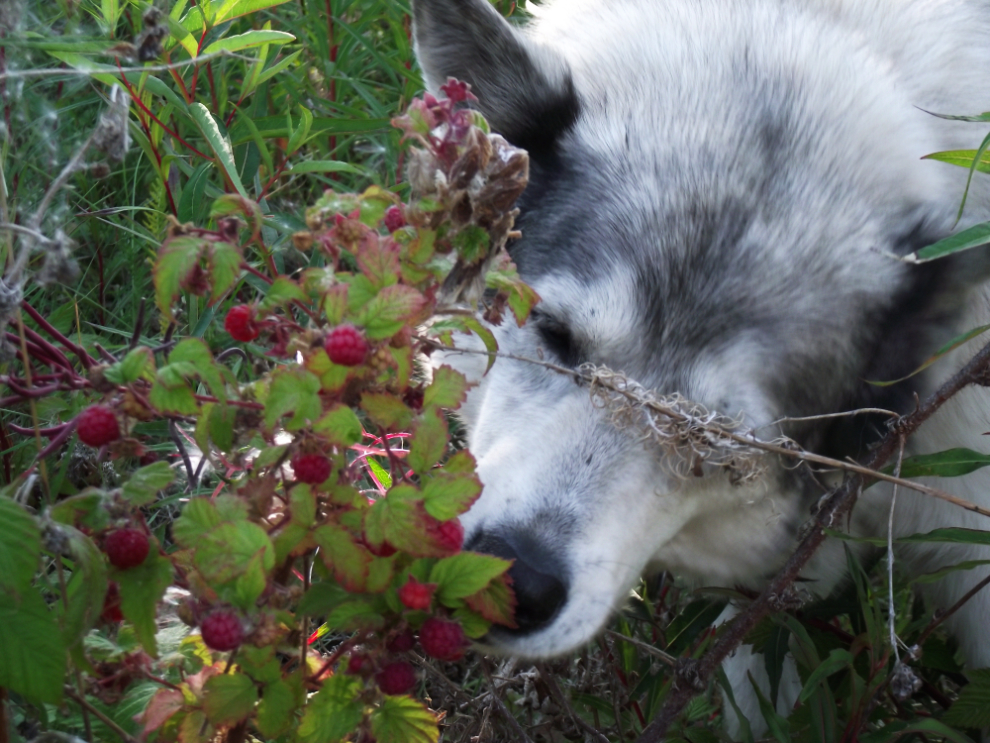 My wolf-cross Kayla is a master at picking wild raspberries