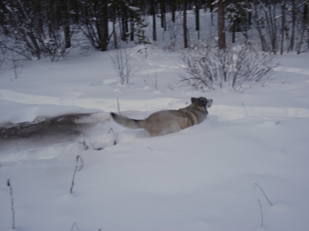 My husky Kayla in deep snow