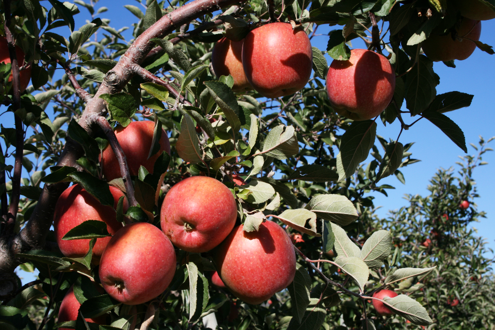Apple tree at Kelowna Land & Orchard farm