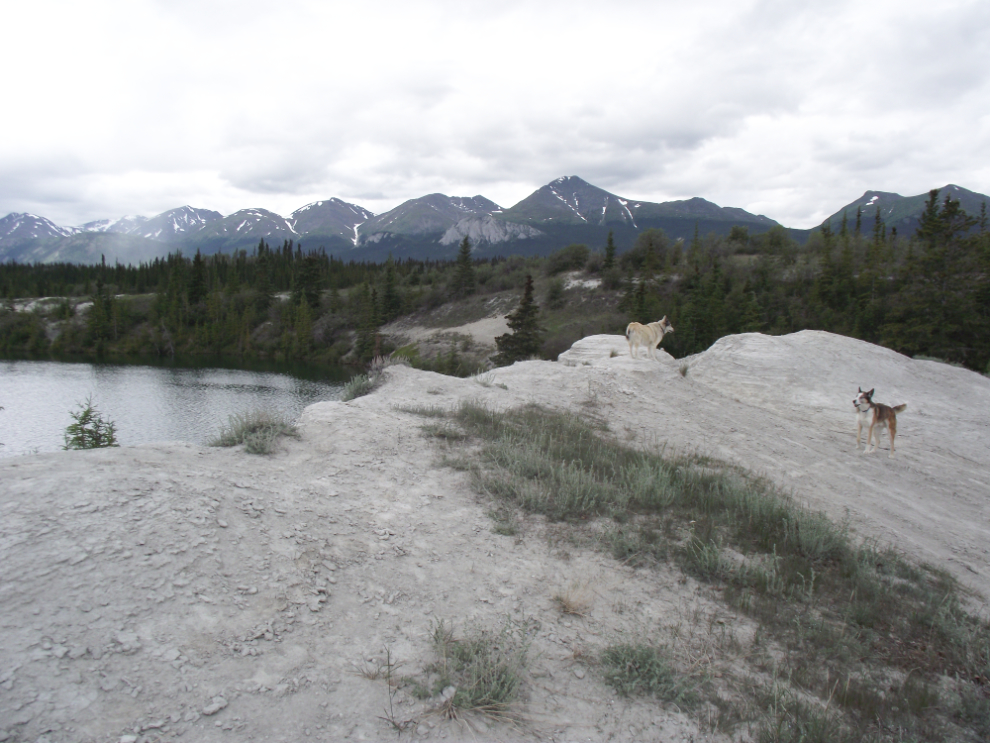 Huskies at Lewes Lake, Yukon