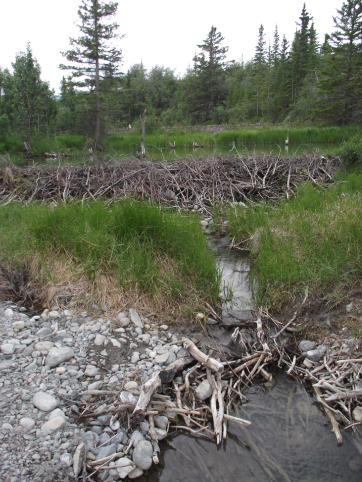 Beaver dams at Lewes Lake, Yukon