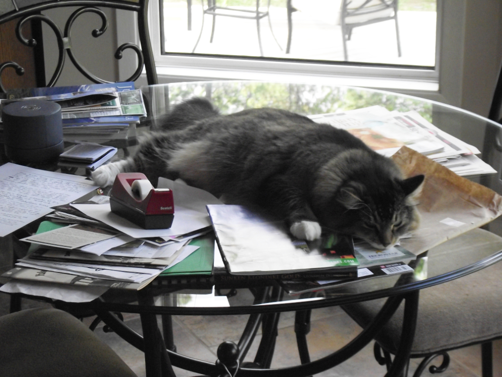 My cat, Molly, thinks I  spend to much time doing paperwork
