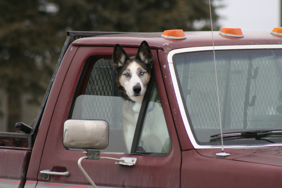 My husky Monty watching me from the F-150
