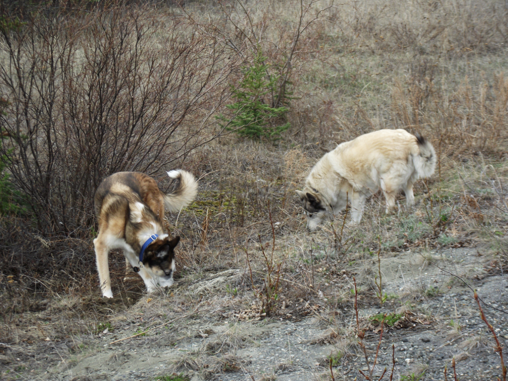 My huskies doing some Arctic ground squirrel hunting.