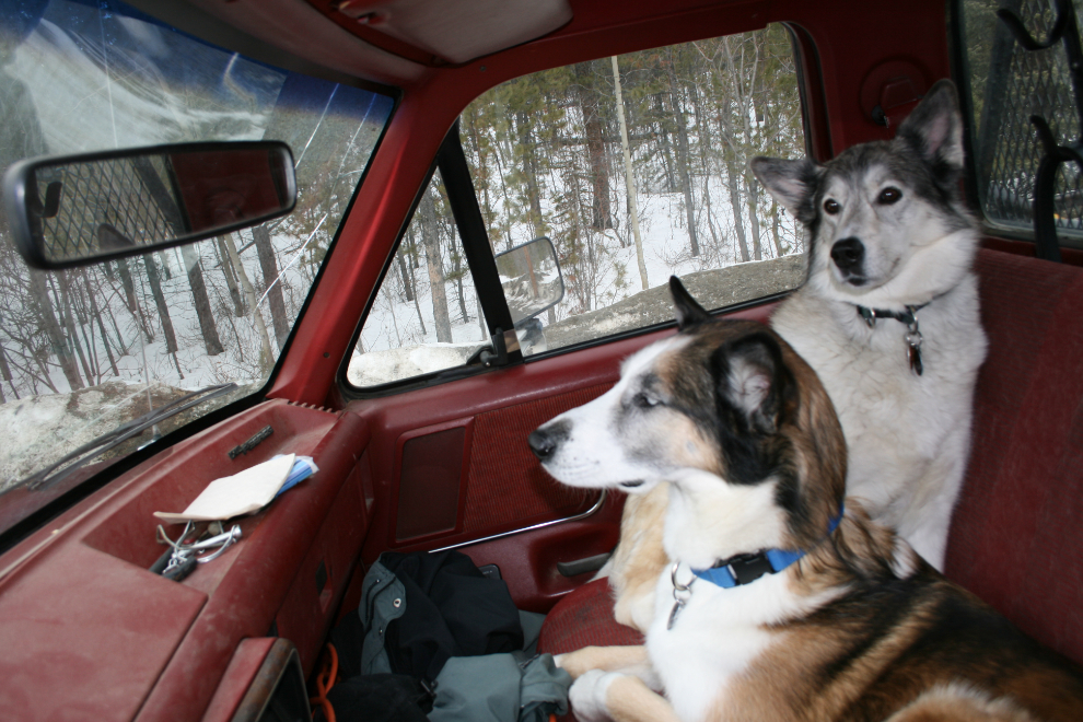 My huskies Monty and Kayla cuddled up beside me in my old F-150