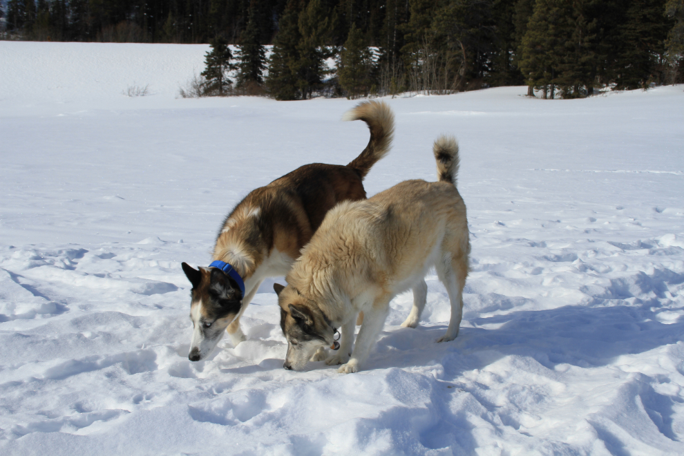 Huskies at Tutshi Lake, BC